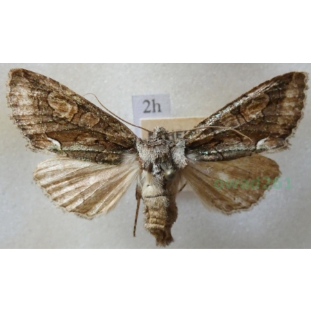 Allophyes oxyacanthae (Linnaeus, 1758) Kremata głogówka Czech2h
